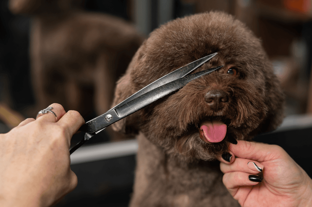 Servicio de servicio de corte y baño para perros