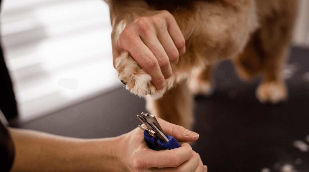 Servicio de servicio de corte de uñas para perros