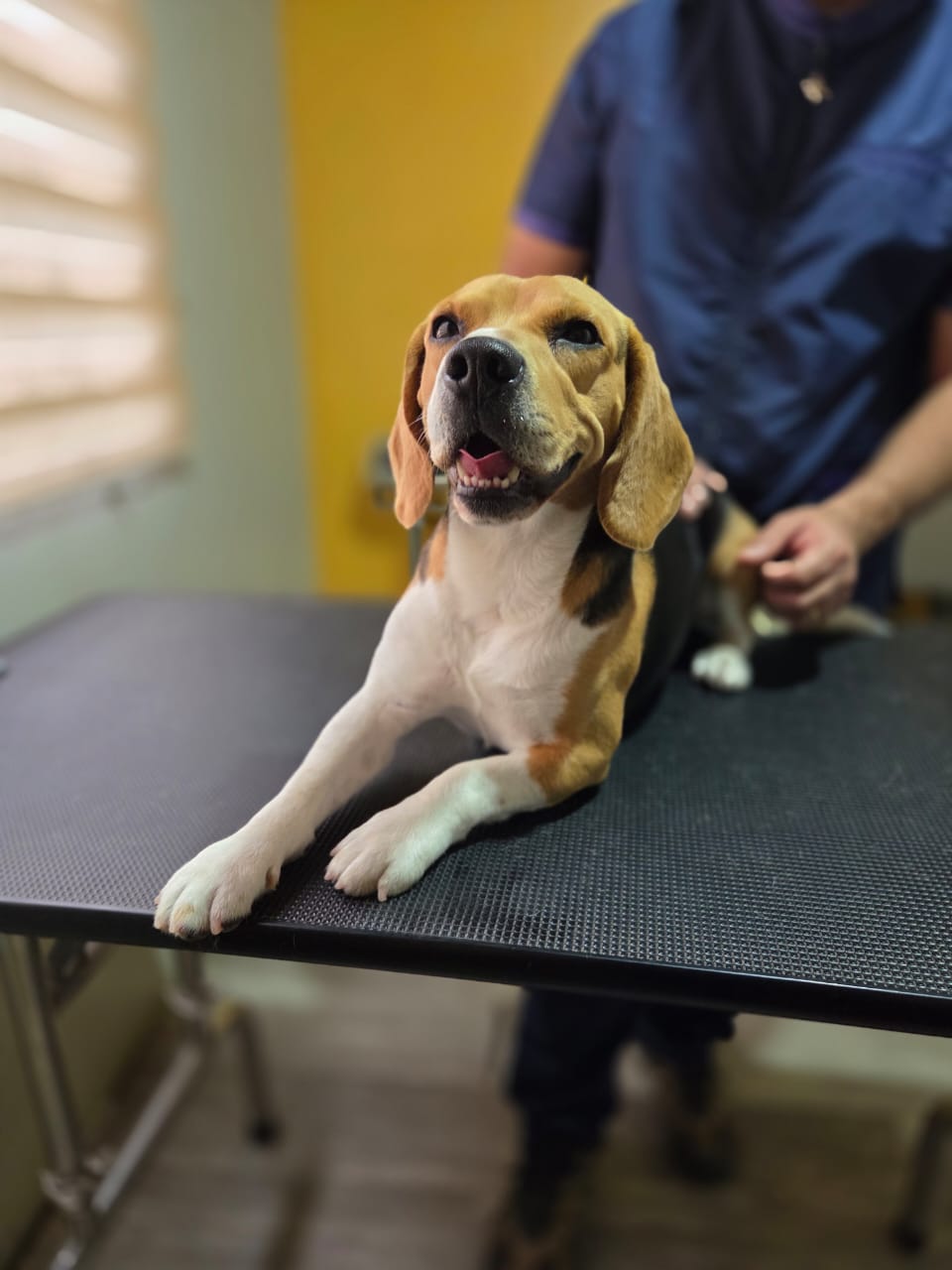 Transformación de mascota en Pet Fashion