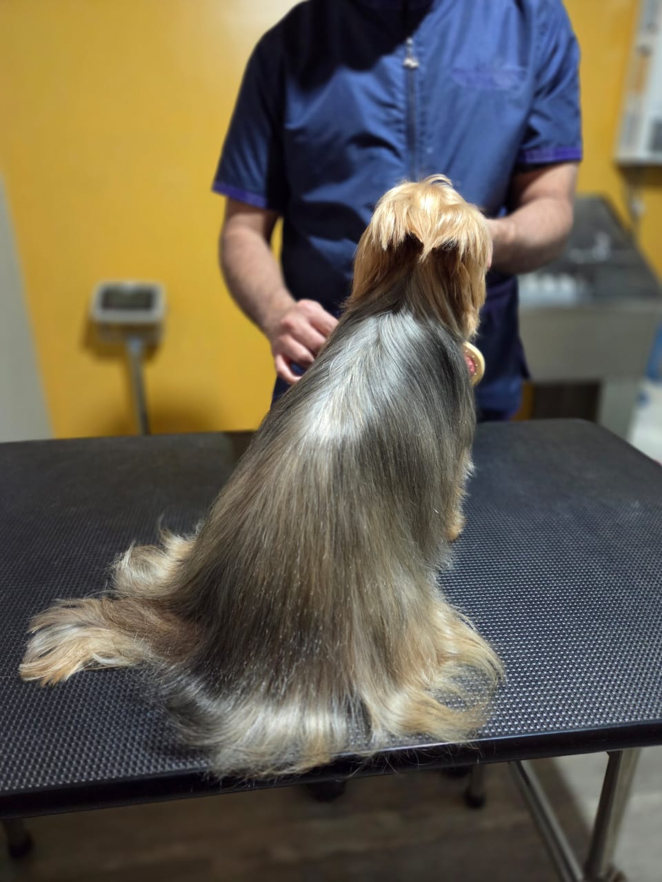 Mascota después del servicio